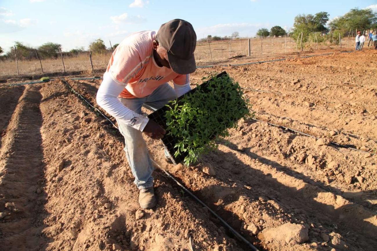 Crédito: Divulgação: Portal Secretaria do Desenvolvimento Agrário